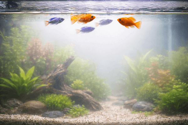 Akvarium-mlecny-zakal-4